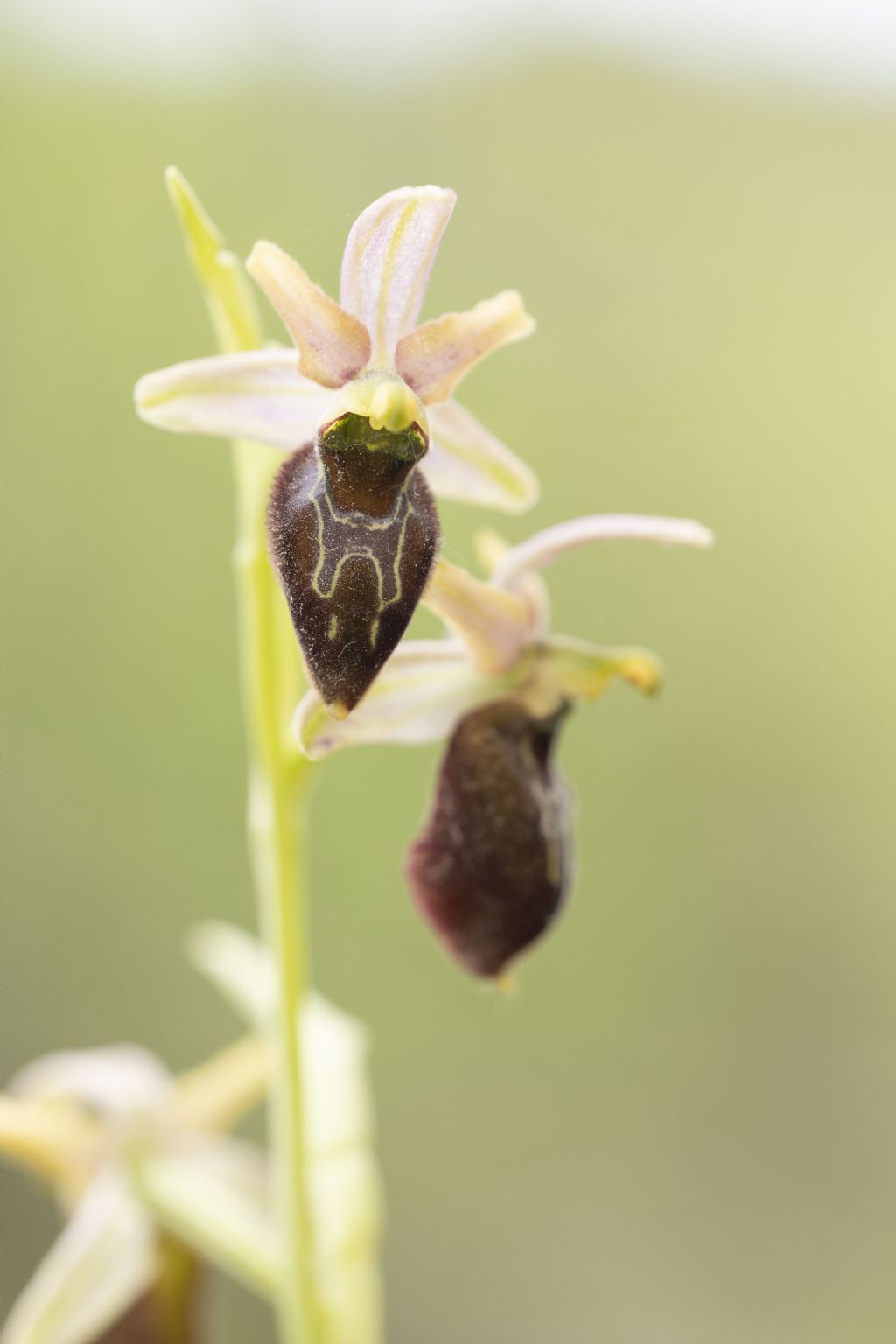 Ophrys carbronifera